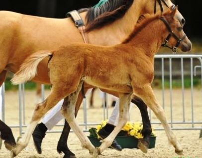 Copy of Henry - Wickrath 2011